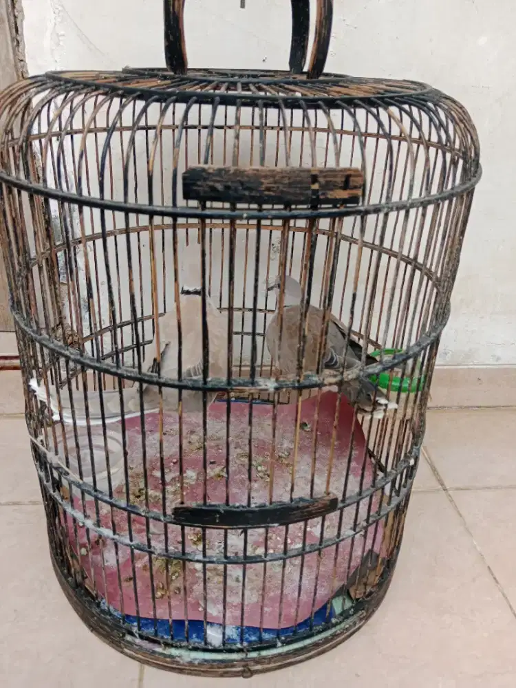 Burung sepasang puter gacor full set bisa nego