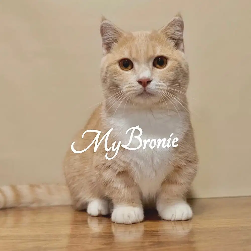 Kucing munchkin scottish gaelic 7 bulan
