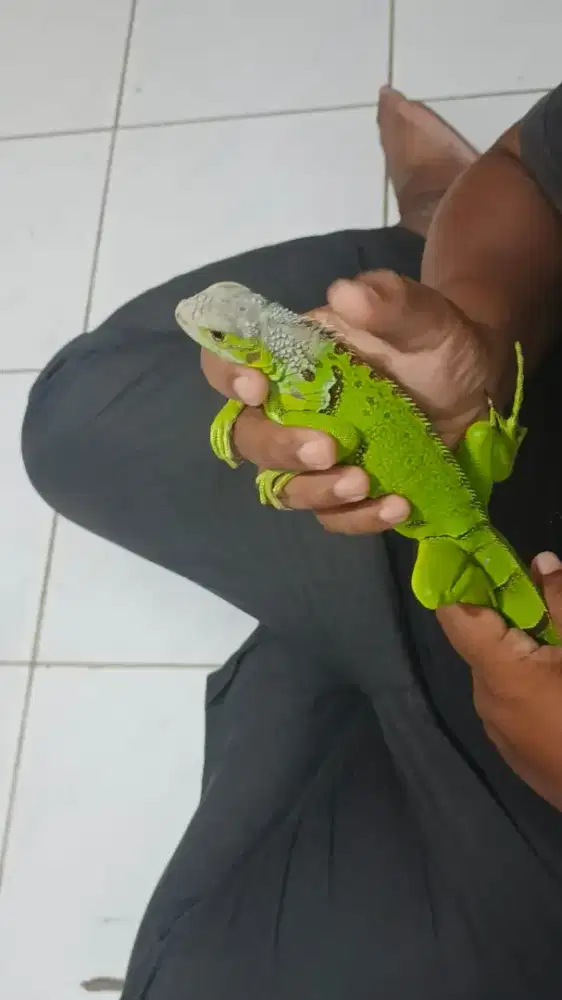 Jual Iguana remaja sehat