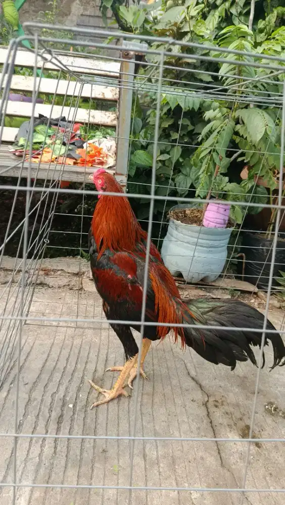 AYAM BK X BIRMA USIA 6 BULAN