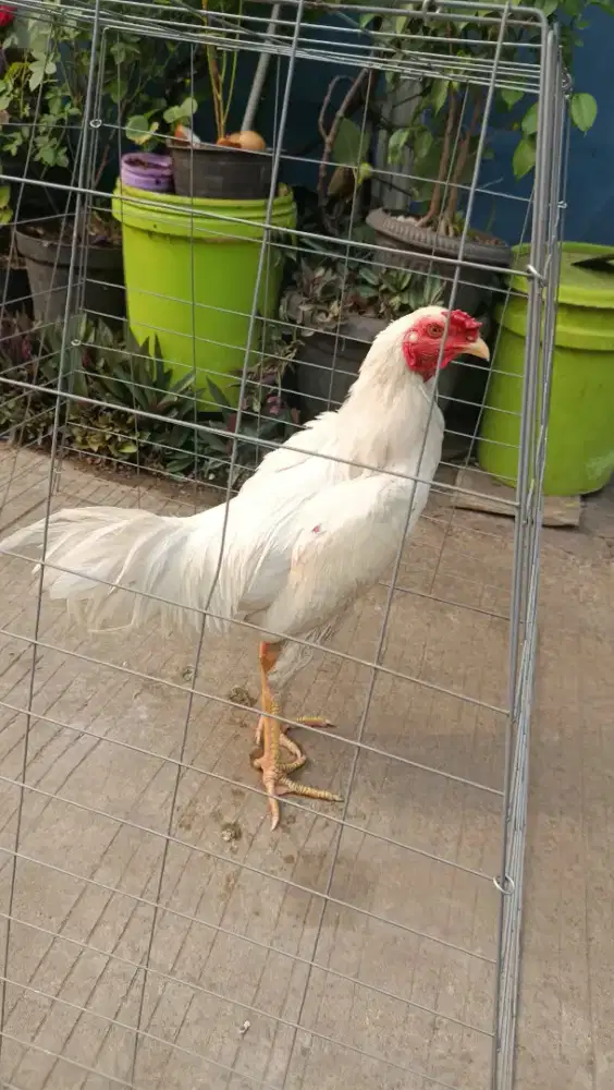 AYAM MANGON KUDA LARI USIA 6 BULAN