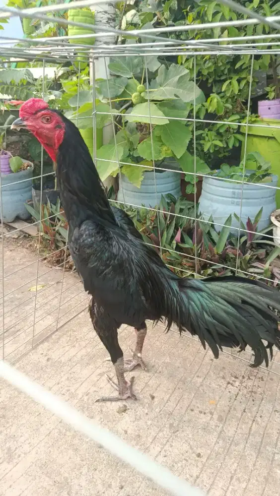 AYAM PAMANGON LAR KUMBANG USIA 7 BULAN