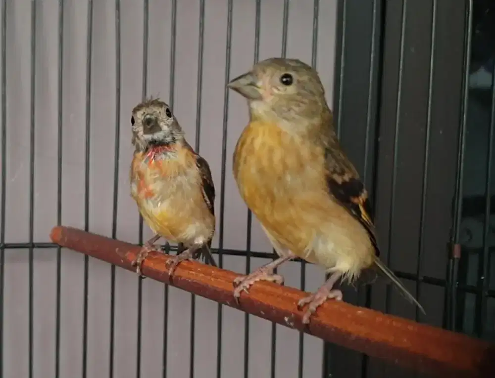 Sepasang paud red siskin klasik