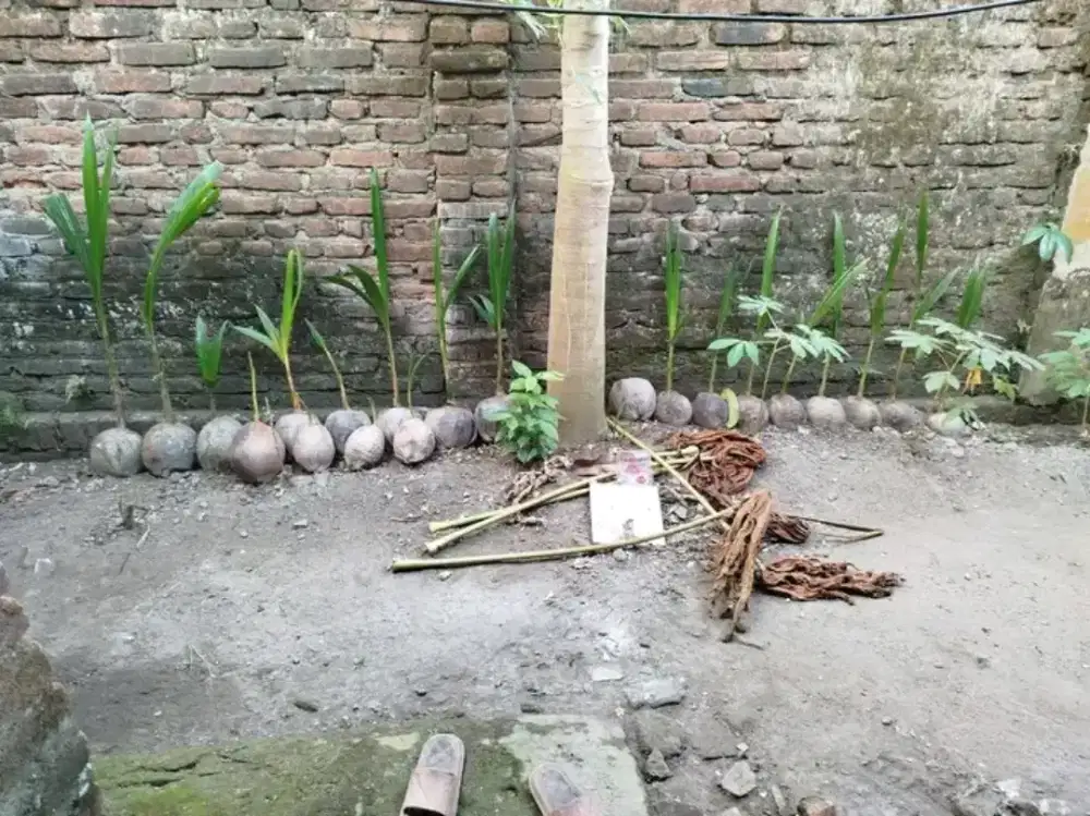Bibit pohon kelapa hijau
