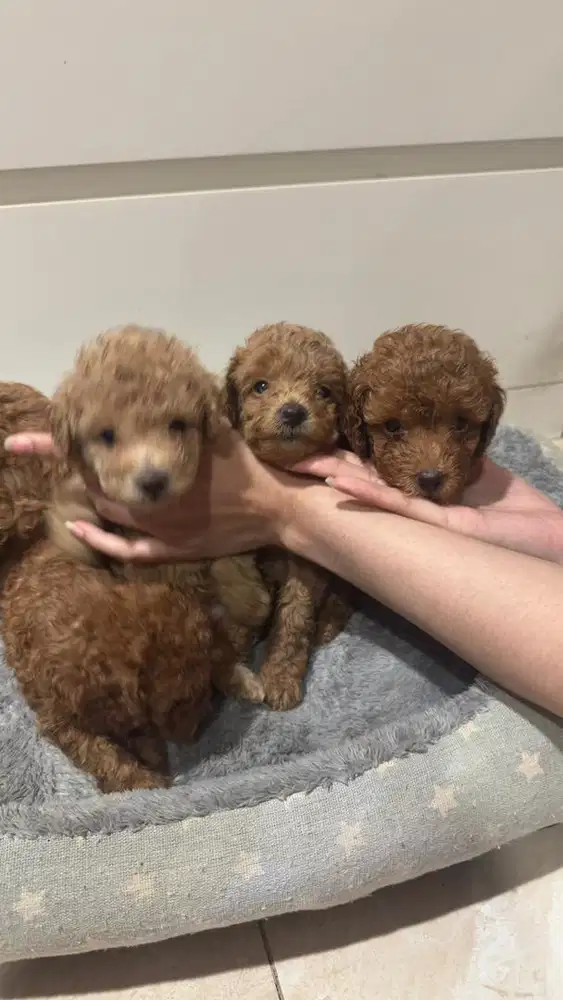 OPEN ADOPT TOY RED POODLE