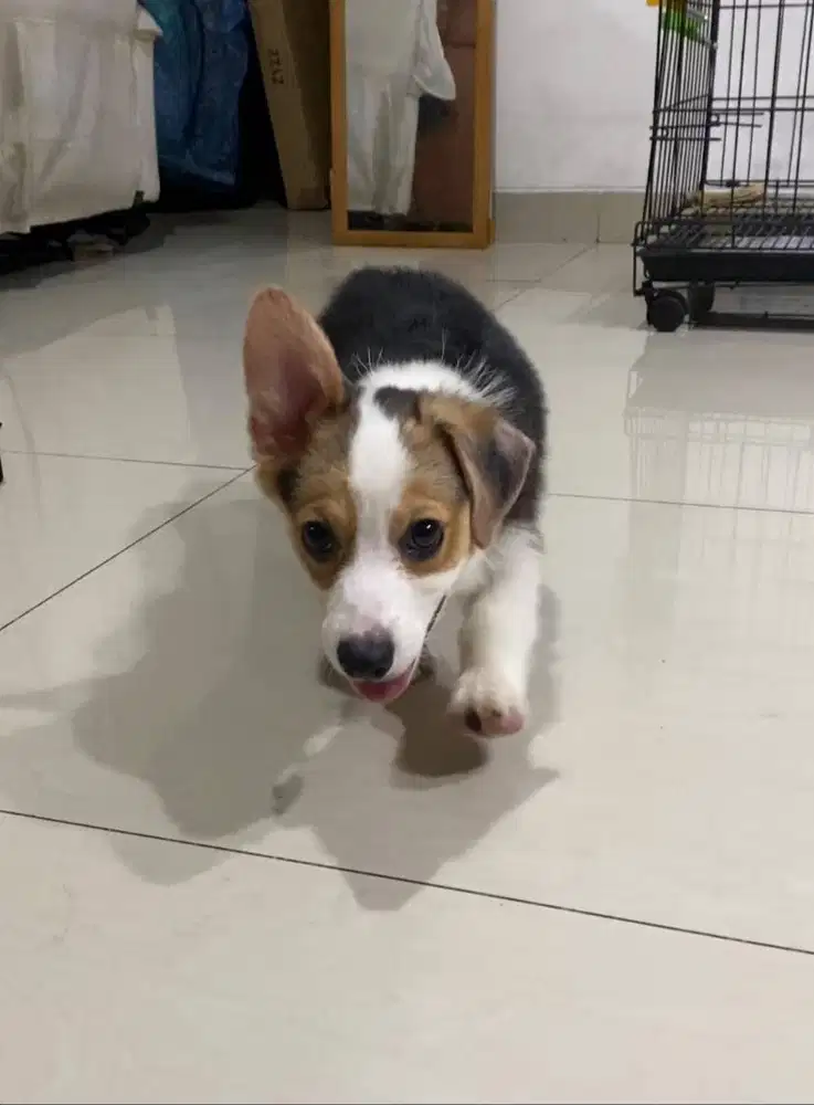 Dijual Anak Puppy Corgi Short Hair Tri Color Betina Female Stambum