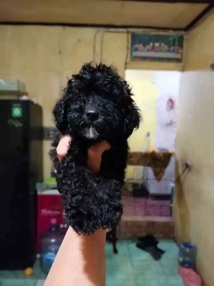 Toy poodle betina