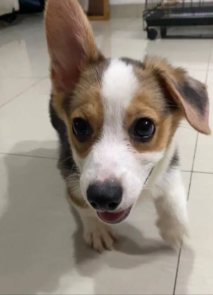 Dijual Anak Puppy Corgi Short Hair Tri Color Betina Female Stambum