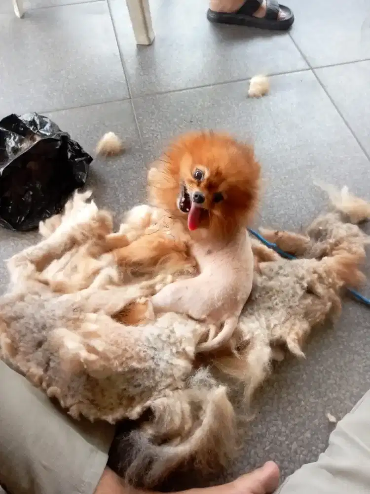 Grooming cat panggilan kerumah