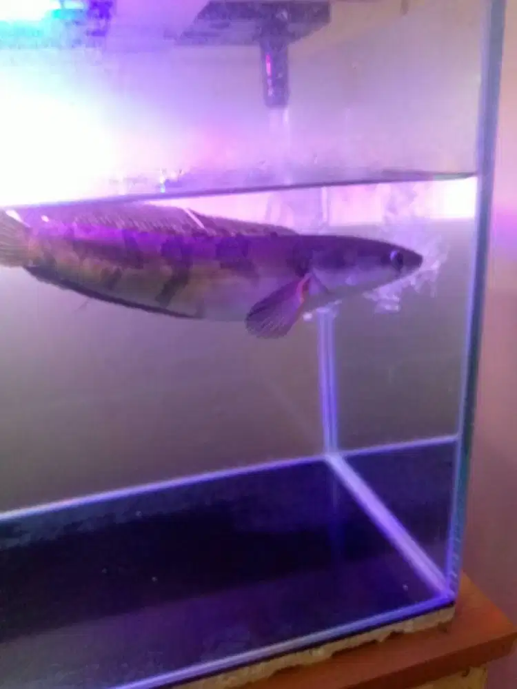 AQUARIUM AKUARIUM IKAN GABUS CHANNA RED BARITO