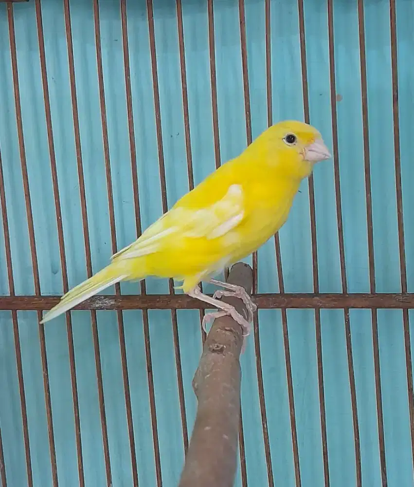 Burung paud jantan