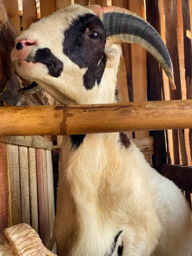 Domba Jantan Siap Qurban & Aqiqah - Sehat, Gemuk, Bebas Cacat