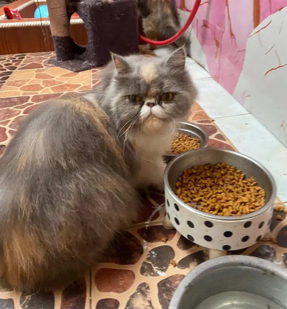 Kucing persia peaknose betina