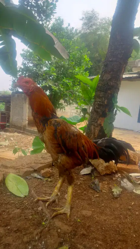 Ayam Bangkok Pacek