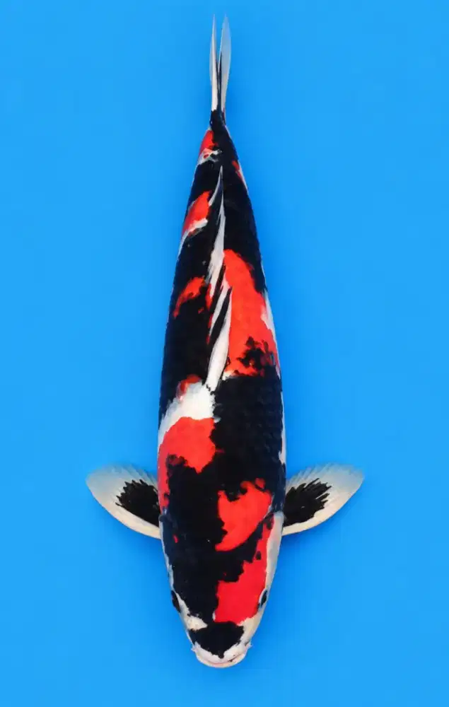 Koi Showa Super Quality