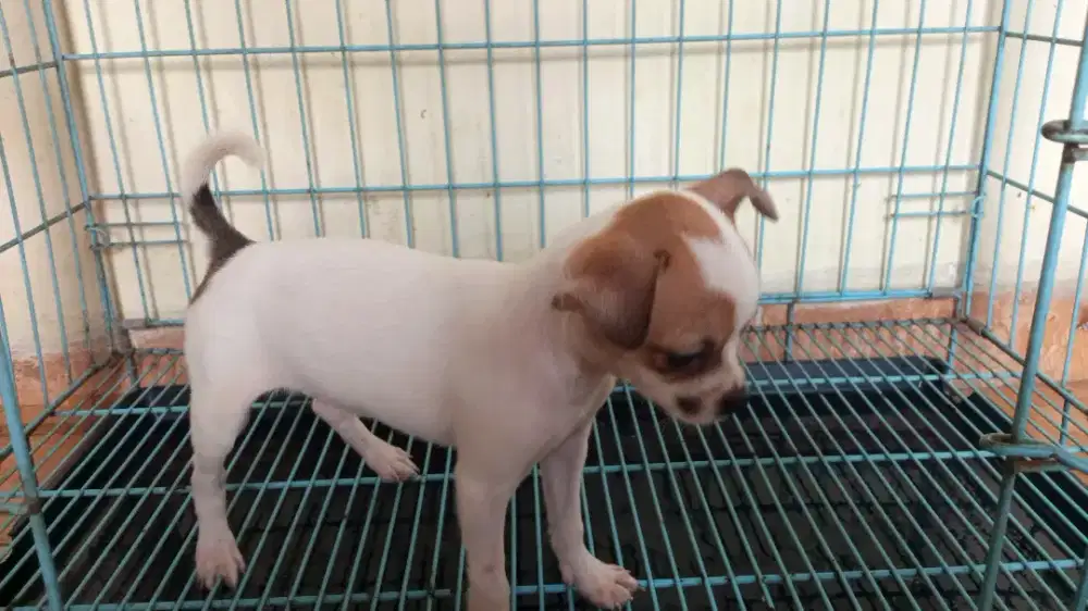 Anakan Chihuahua pure (non STB)