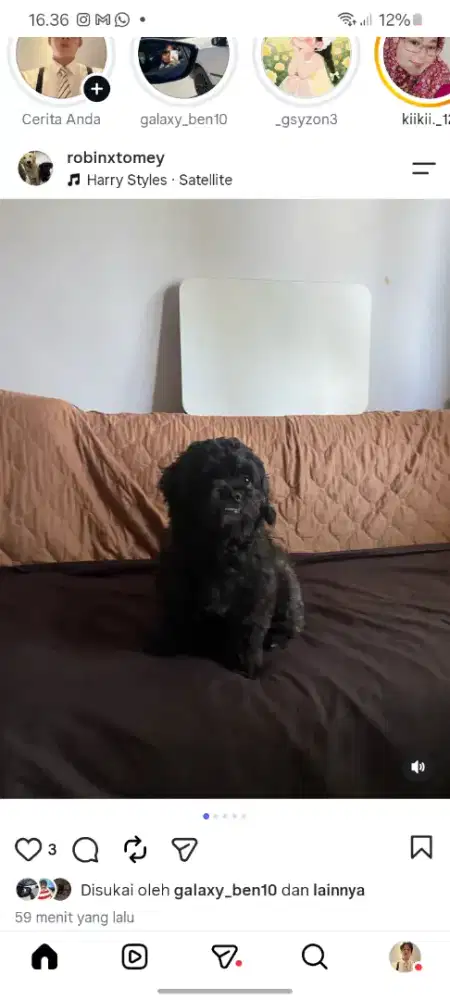 Anjing poodle mix shitzu 3 th