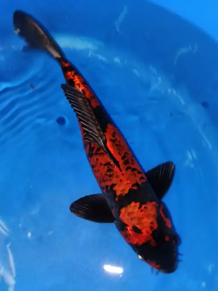 Koi Beniginga Strong