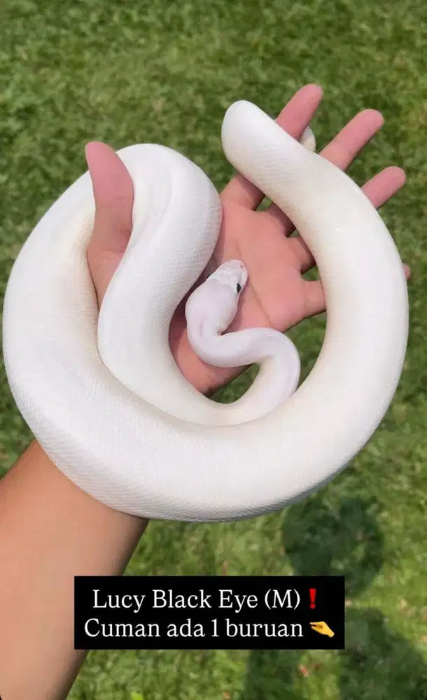 Ular Reptil Lucy Black Eye