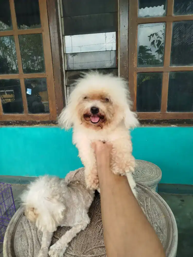Tiny poodle betina