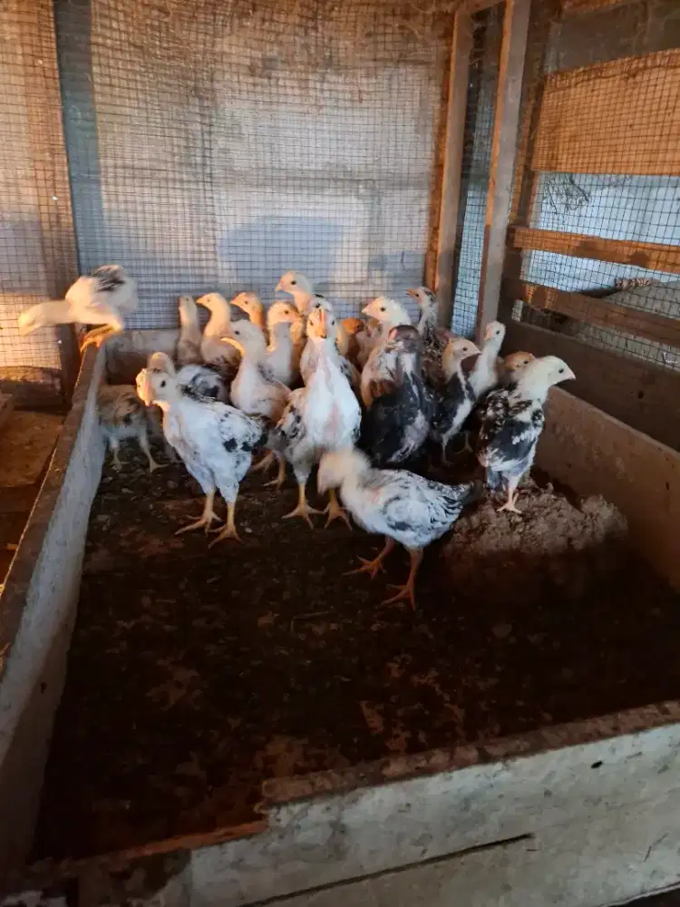 anak ayam kampung