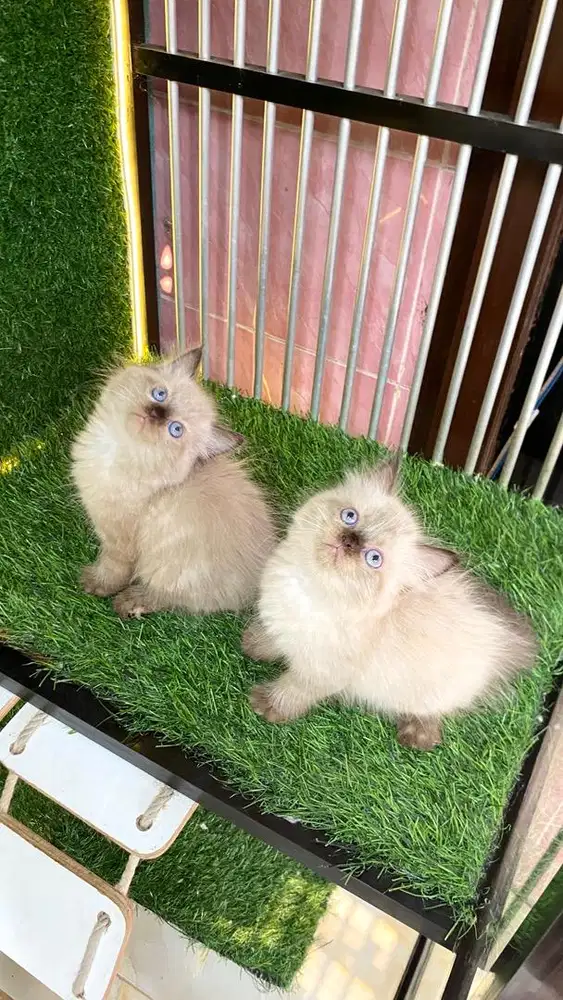 kitten himalaya blue eye