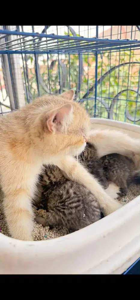 BORONG BSH GOLDEN NY12 INDUKAN ANAK 3