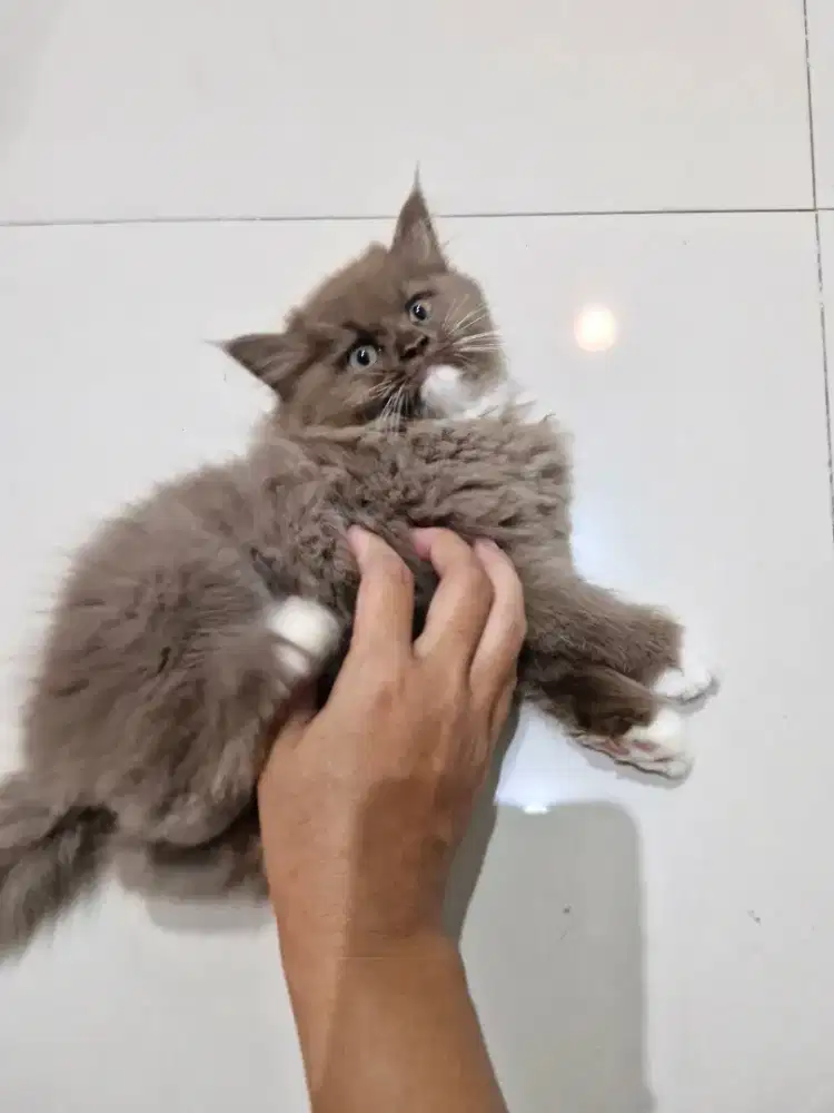 Ragdoll x BSH cinnamon