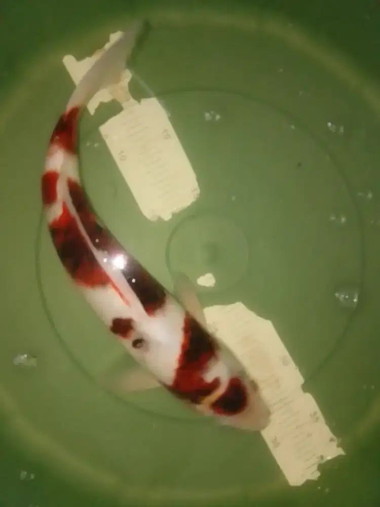 Ikan koi jenis Budo Goromo 36cm HQ