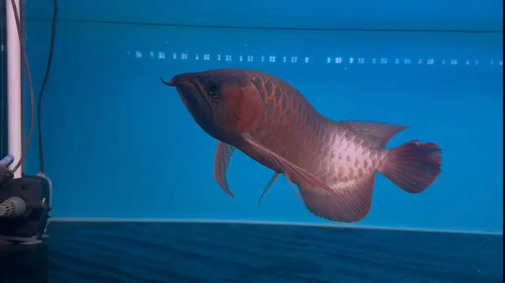 Ikan arwana SR Super Red 48cm