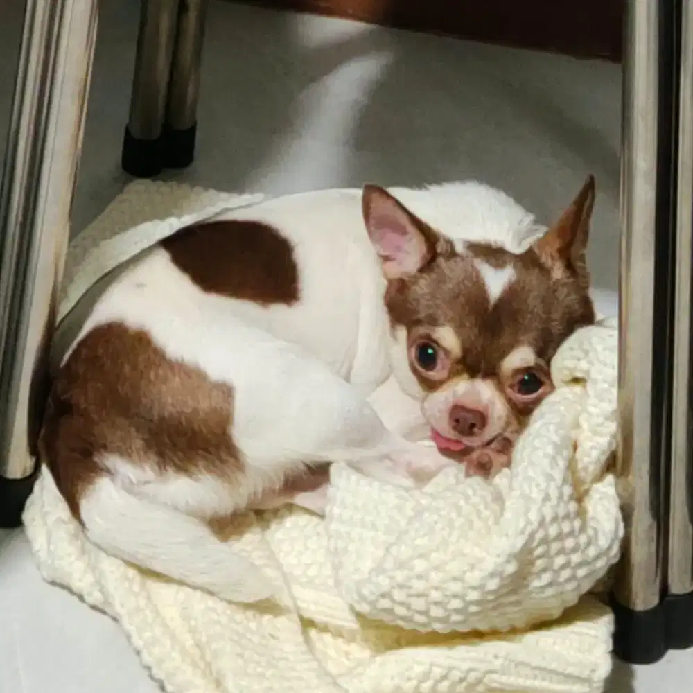Chihuahua belang sapi