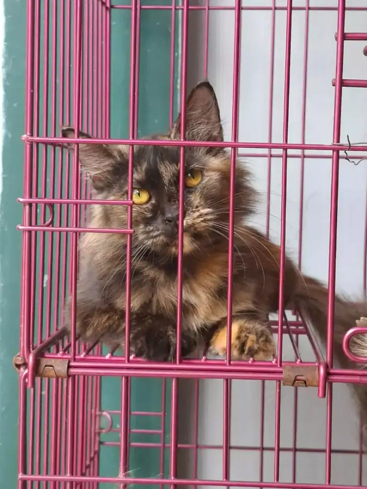 Siap adopt Betina siapan