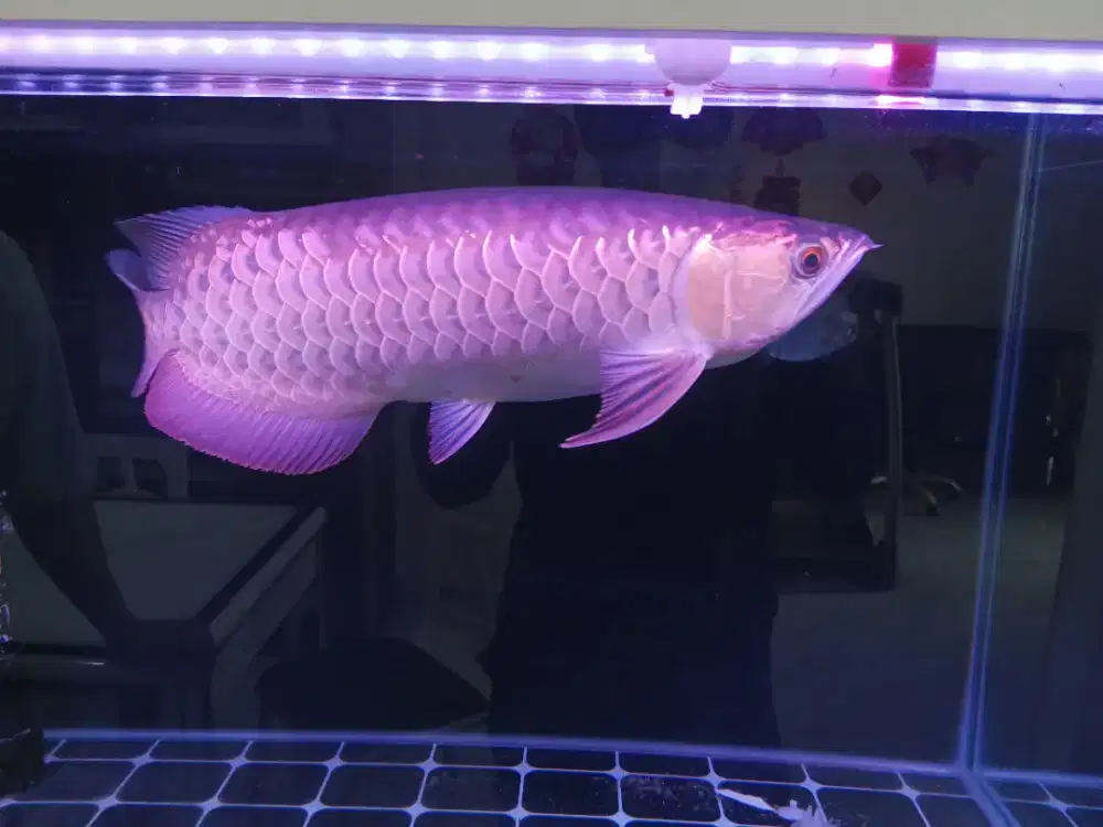 Arwana golden red jumbo