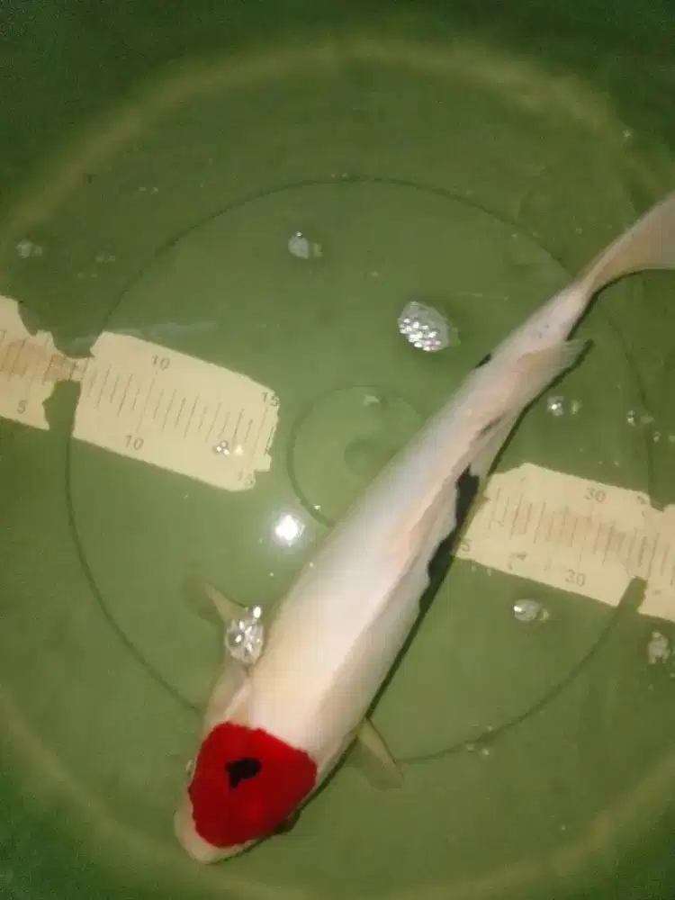 Ikan koi jenis Tancho Showa Doitsu 36cm HQ