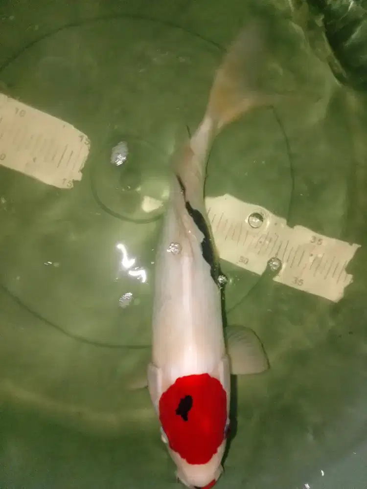 Ikan koi jenis Tancho Showa Doitsu 36cm