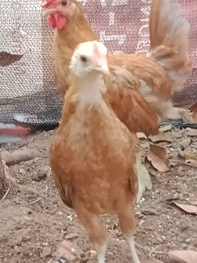 Ayam kate sepasang