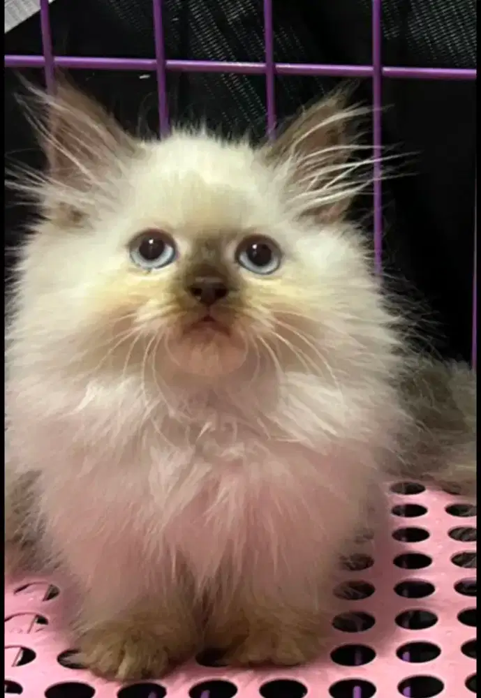 Kucing Munchkin Himalaya 2,5 bulan