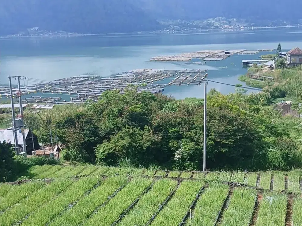 LAND FOR SALE – SONGAN, KINTAMANI Spectacular Mountain & Lake View Investment