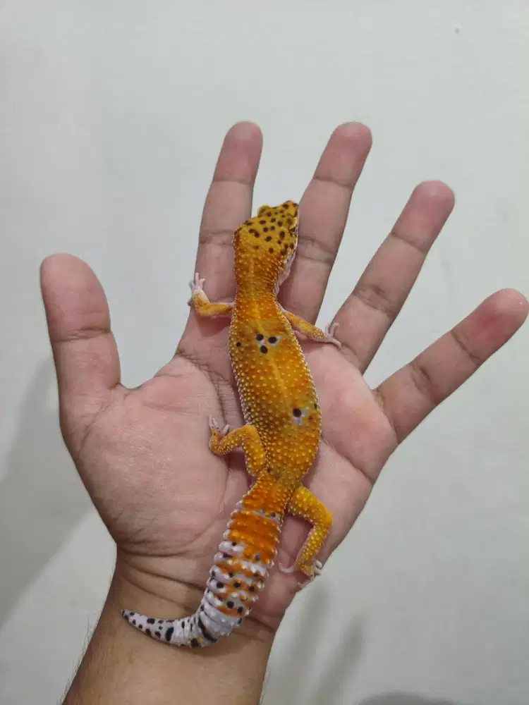 Leopard GeckoTangerine Tremper
