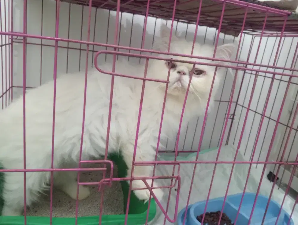 Kucing peaknose bonus hami