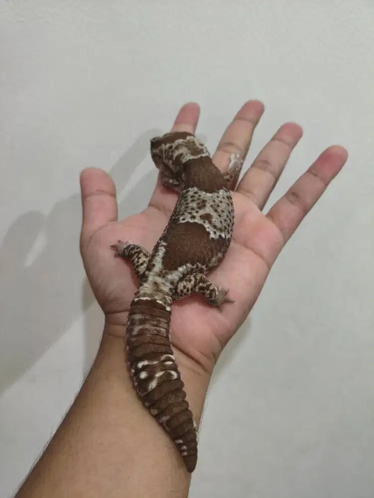 AFT Oreo X Wo het Oreo