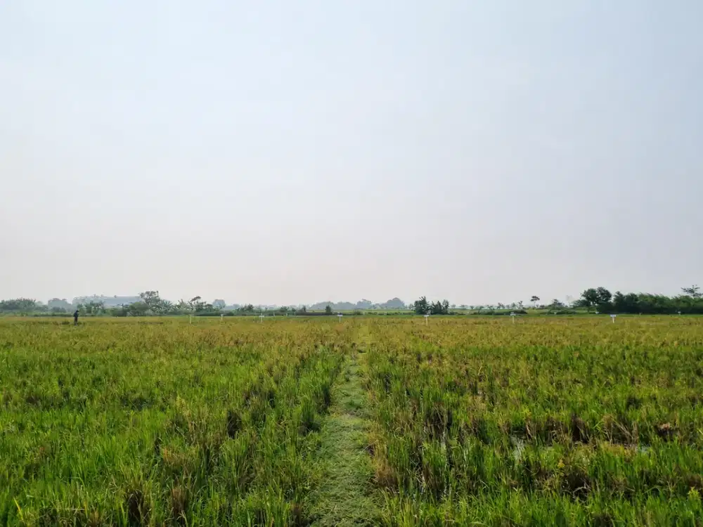 ASET TANAH INI AKAN DILELANG | Lahan Potensial di Jatisari Karawang - Potensial untuk Usaha, Komersial, & Investasi