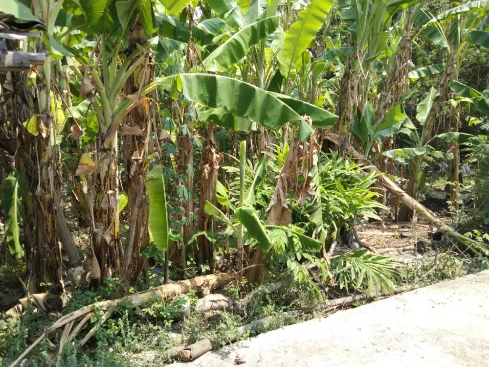 Jual pekarangan 201m tegaldowo Bantul