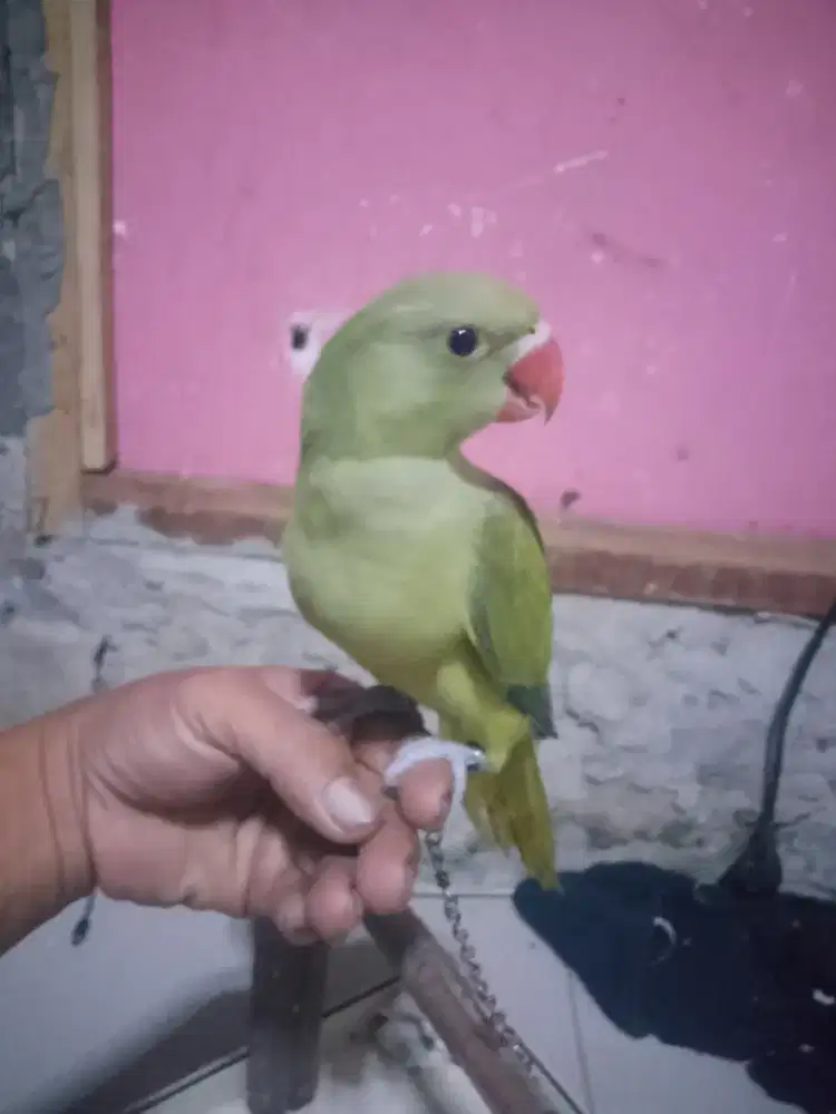 Indian ringneck,OLIVE