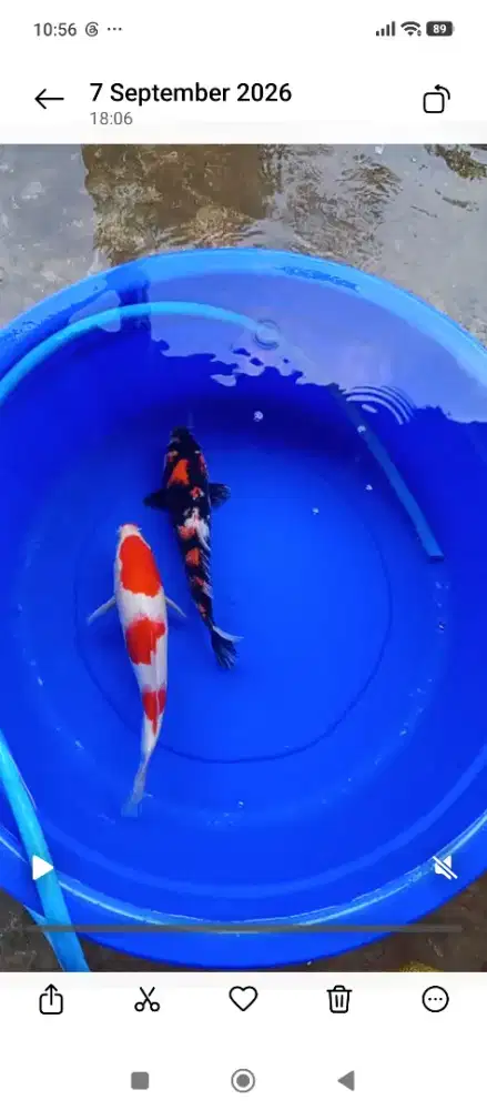 Ikan Hias Koi Besar