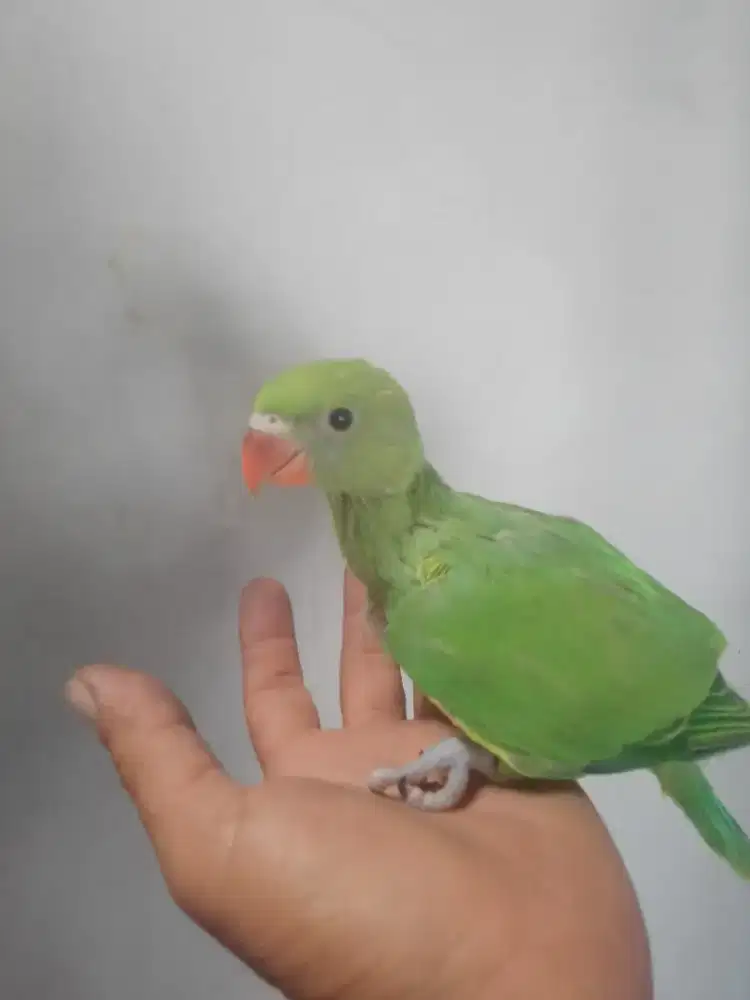 Indian ringneck.GREEN