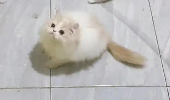 Kucing persia flatnose jantan 3 bulan