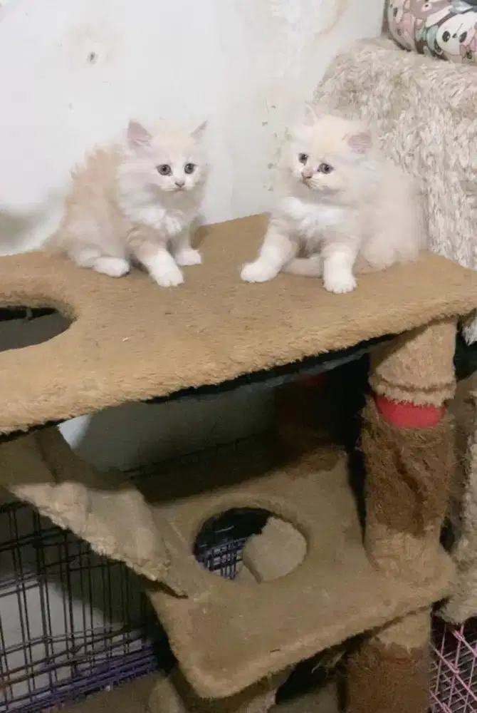 Kucing persia flatnose jantan betina