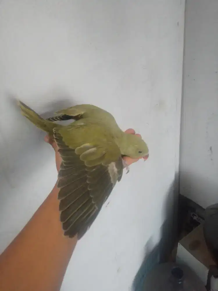 Indian ringneck olive
