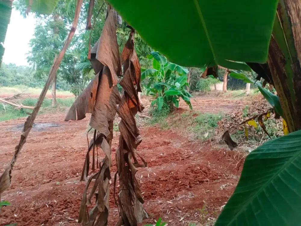 Dijual Cepat Tanah di Desa Waru Parung Panjang